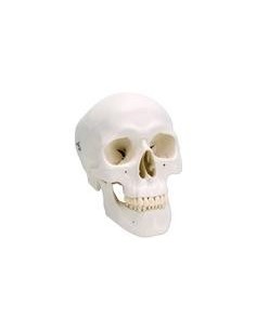 Cráneo Clásico de 3 partes