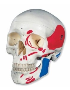 3B Scientific A23 - Modelo anatómico de cráneo (3 piezas