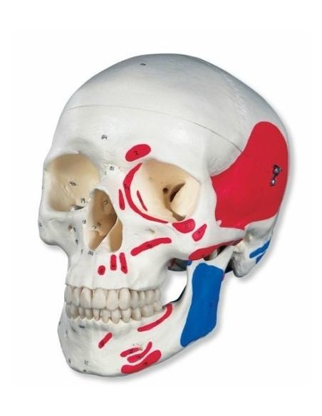 3B Scientific A23 - Modelo anatómico de cráneo (3 piezas