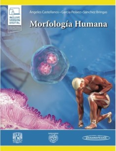 Morfología Humana