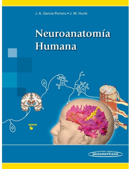 Neuroanatomía humana